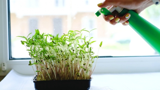 Mikrofilizlerle Sağlıklı Yaşam: Küçük Bitkiler, Büyük Faydalar