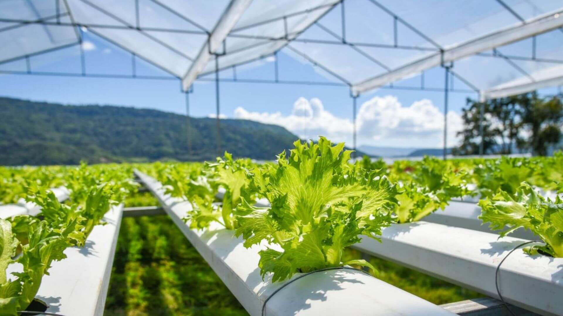 Sürdürülebilir Tarımın Yükselen Yıldızı: Mikrofilizler