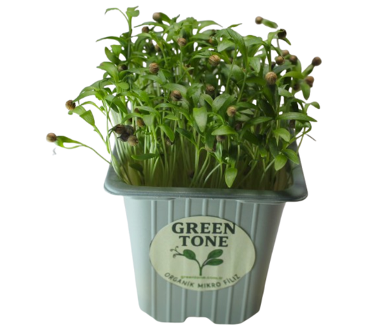 Greentone Kişniş Filizi