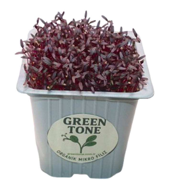 Greentone Amarant Filizi