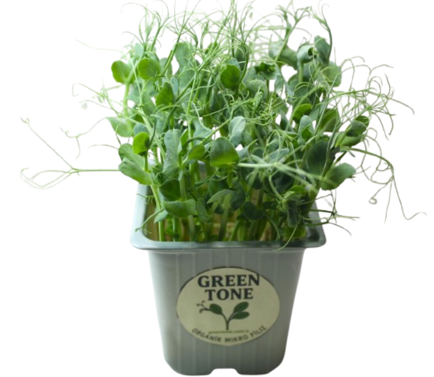 Greentone Bezelye Filizi