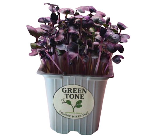 Greentone Kırmızı Turp